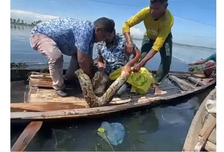নিশ্চিত মৃত্যু থেকে রক্ষা 'অজগর' , টানা দুই ঘণ্টা রুদ্ধশ্বাস অভিযান