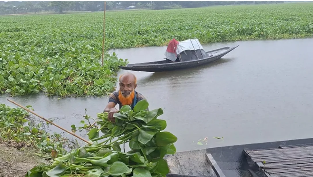 বন্যা ও মূল্যবৃদ্ধির দ্বিমুখী মার, আগাছার কচুরিপানাতেই বাঁচছে কিশোরগঞ্জের লাখ লাখ গবাদিপশু।