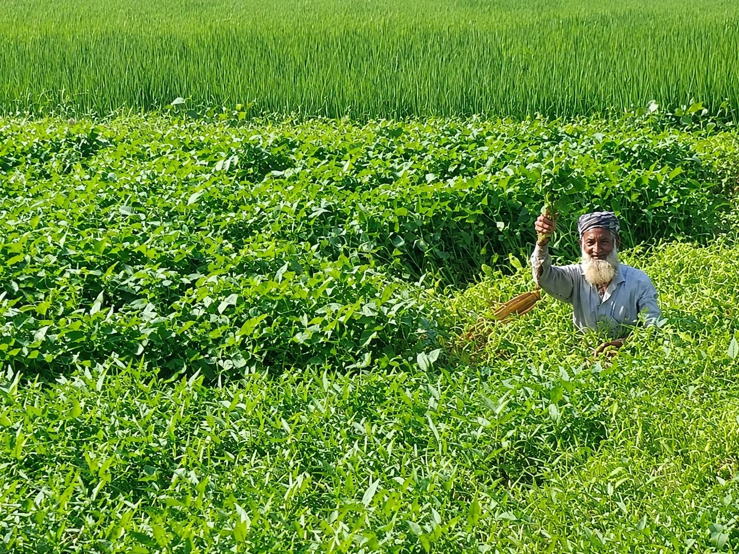 অল্প পুঁজি আর পরিশ্রমে পরিত্যক্ত পুকুরে কলমি শাক চাষ, সফলতার গল্প