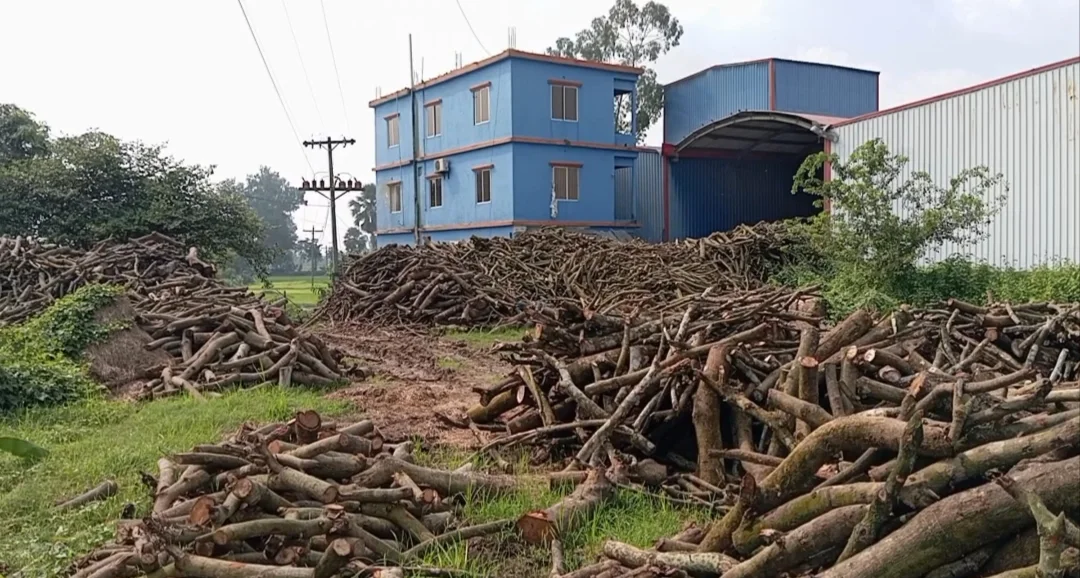 কৃষিজমির মাঝে কারখানায় কাঠ পোড়ানোর অভিযোগ, প্রশাসনের নজর কোথায়?