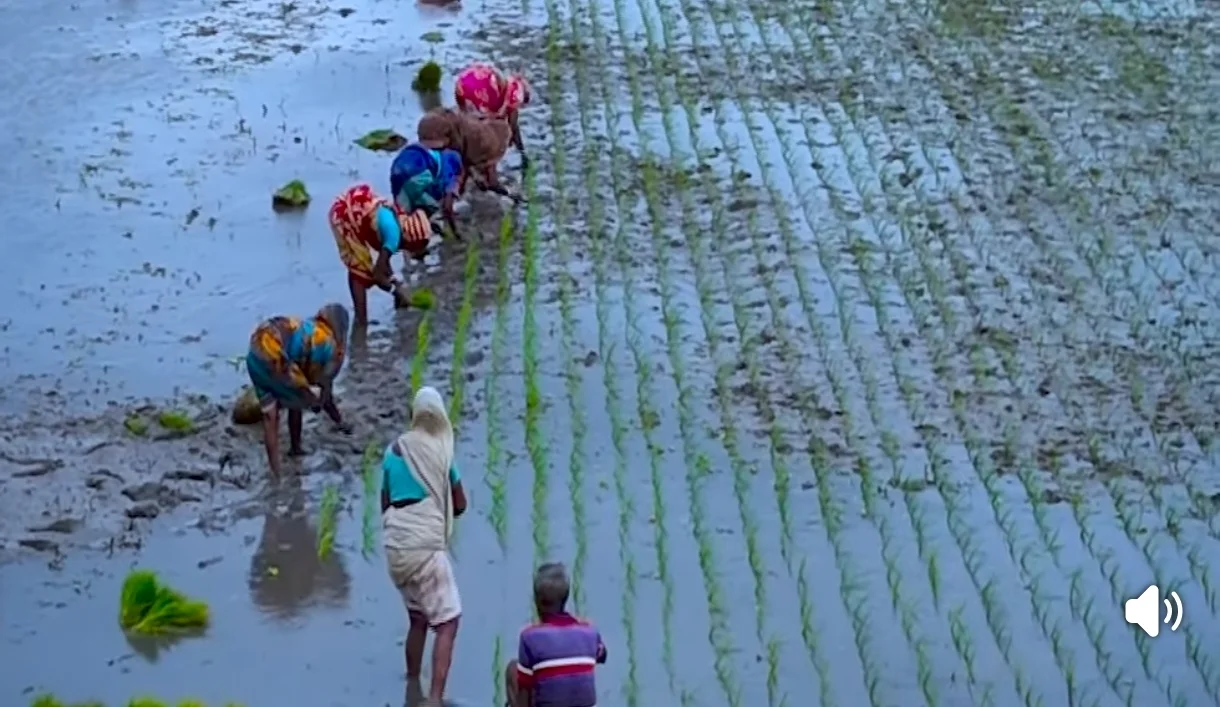 ইটনার হাওরে পানি নামছে, সোনা ফলাতে রোদে লড়ছেন হাওরকন্যারা