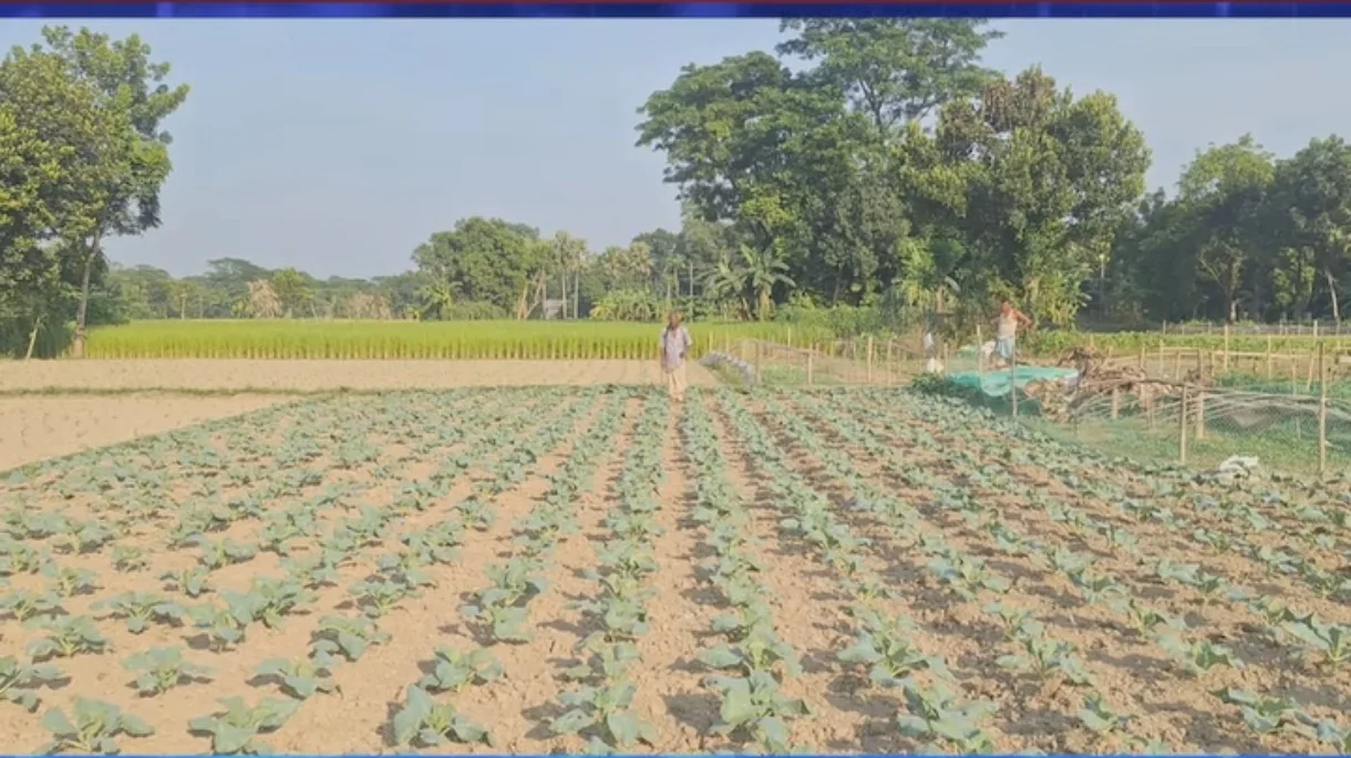কিশোরগঞ্জে আগাম শীতকালীন সবজির বাম্পার ফলন, মাঠে মাঠে কৃষকের ব্যস্ততা