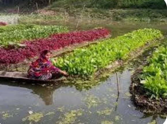কচুরিপানায় বদলাচ্ছে কৃষকের ভাগ্য, নরসুন্দায় ভাসছে সবুজ স্বপ্ন