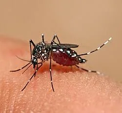 একদিনে ১০ মৃত্যু, ডেঙ্গু রোগী ৯০ হাজার ছাড়াল—হাসপাতালে বাড়ছে চাপ