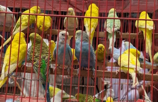 পাখি আমদানির আড়ালে শত শত কোটি টাকা পাচারের অভিযোগ, বন বিভাগের কর্মকর্তাদের বিরুদ্ধে দুদকের অনুসন্ধান