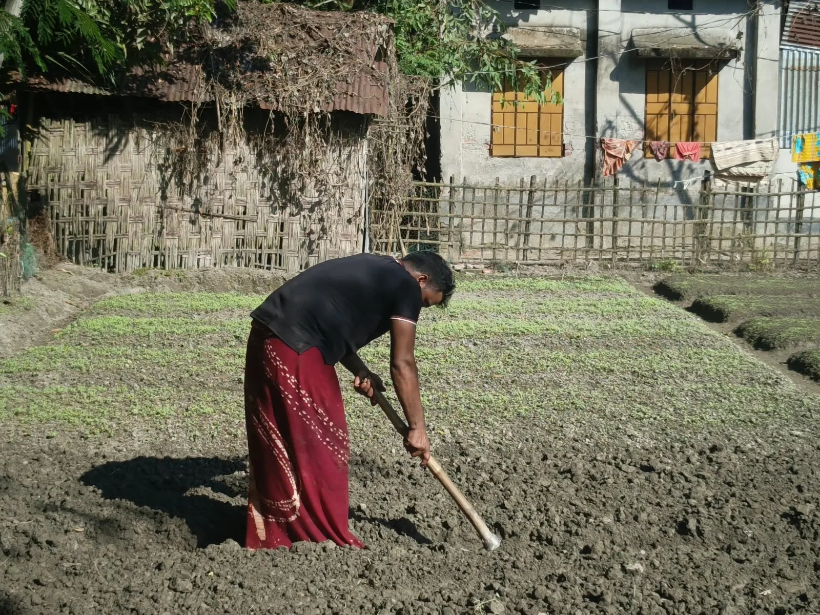 আদিতমারীতে শীতকালীন ও আগাম সবজি চাষে ব্যস্ত সময় পার করছেন কৃষকরা।