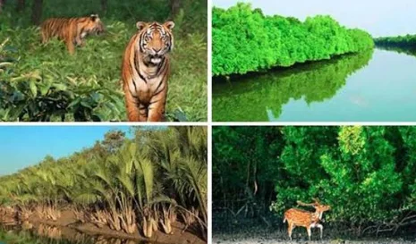 সুন্দরবনের পাঁচ মাছ ও দুই চিংড়ি প্রজাতির জিনগত তথ্য সংরক্ষণের উদ্যোগ