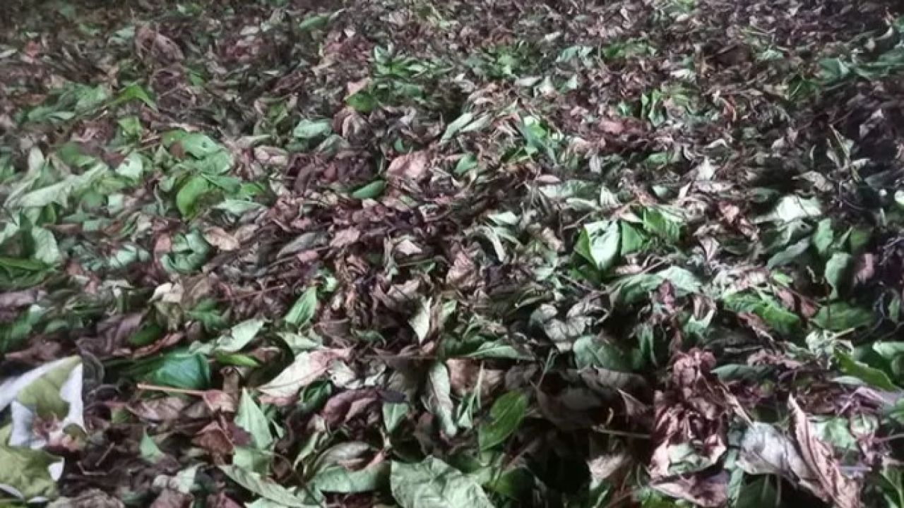 বিদ্যুৎ বিভ্রাটে প্রতিদিন প্রায় ৩ লাখ টাকা ক্ষতির মুখে চা বাগানগুলোতে