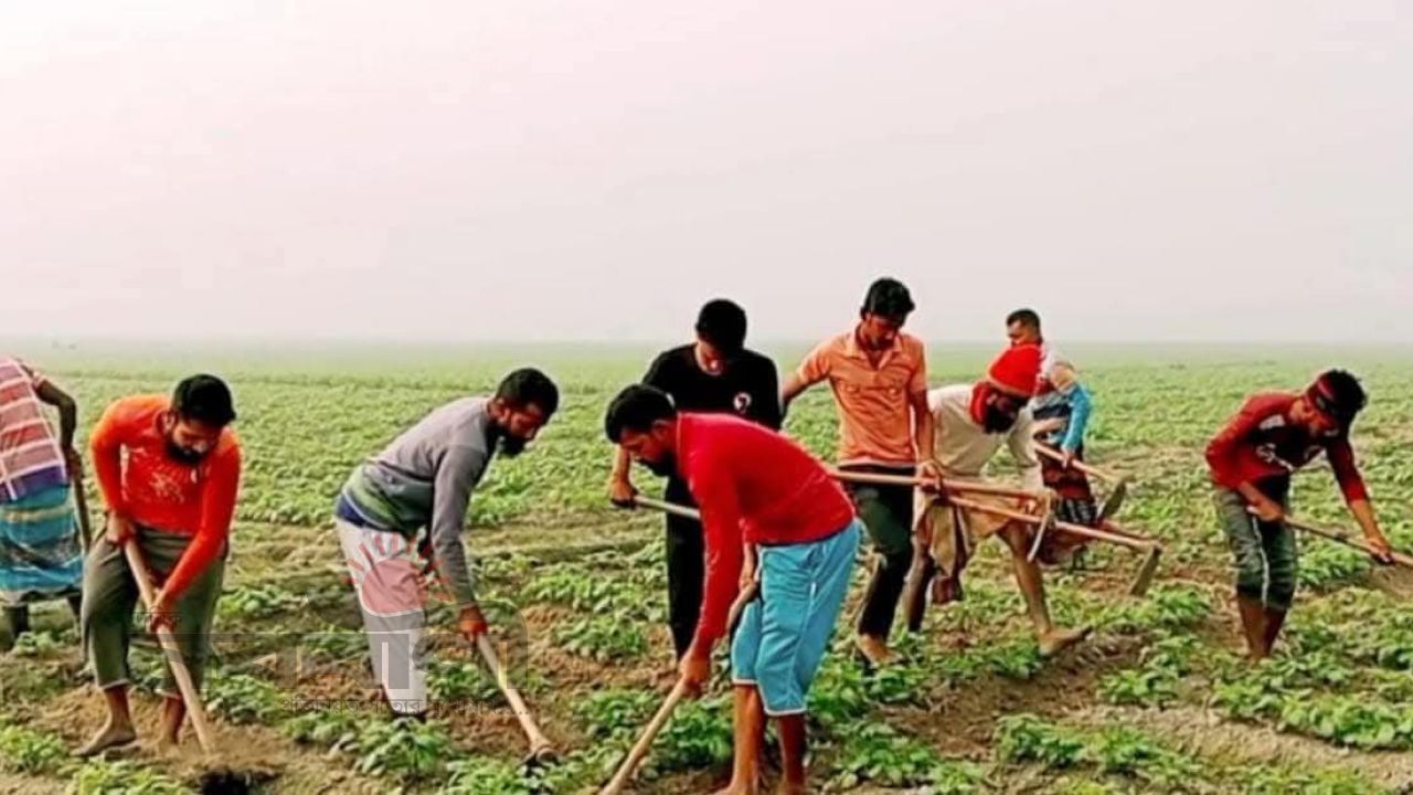 আলু পরিচর্যায় ব্যস্ত বগুড়ার নন্দীগ্রামের কৃষকেরা