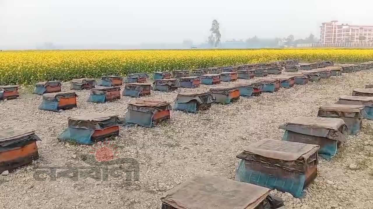শাহজাদপুরে সরিষার হলুদ জয়েন্ট, মধু আহরণের মরসুম শুরু