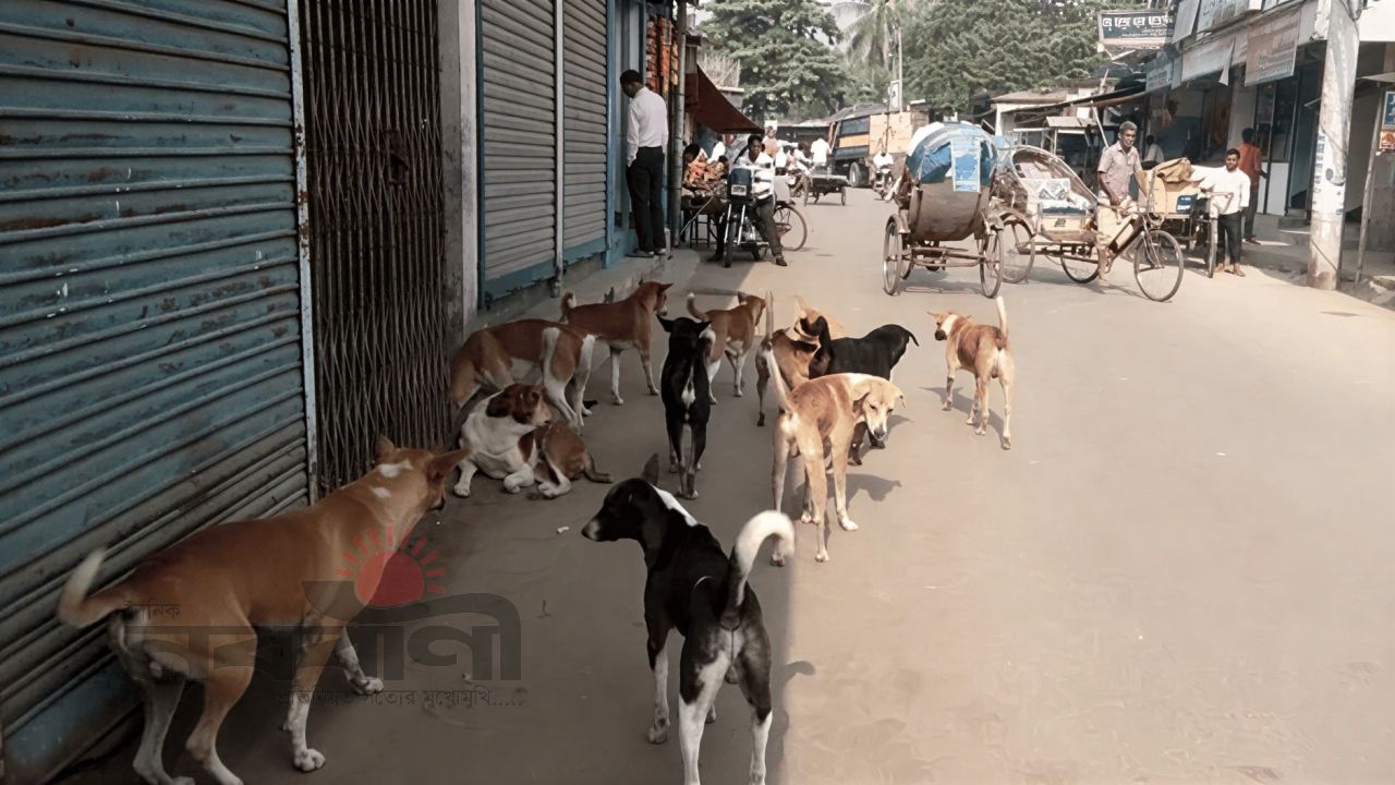 মতলবে পাগলা কুকুরের তাণ্ডব: শিশুসহ আহত ১৮, এলাকায় চরম আতঙ্ক