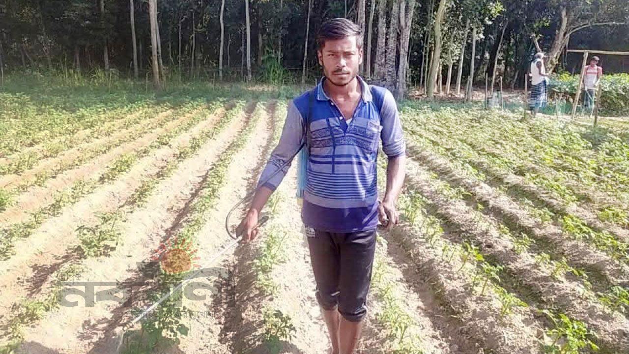 গাইবান্ধার সাদুল্লাপুরে আলুর বাম্পার ফলন, ঘুরে দাঁড়ানোর স্বপ্ন দেখছেন কৃষকরা