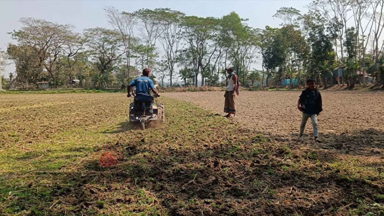 দুমকিতে মুগ ডাল চাষের হিড়িক