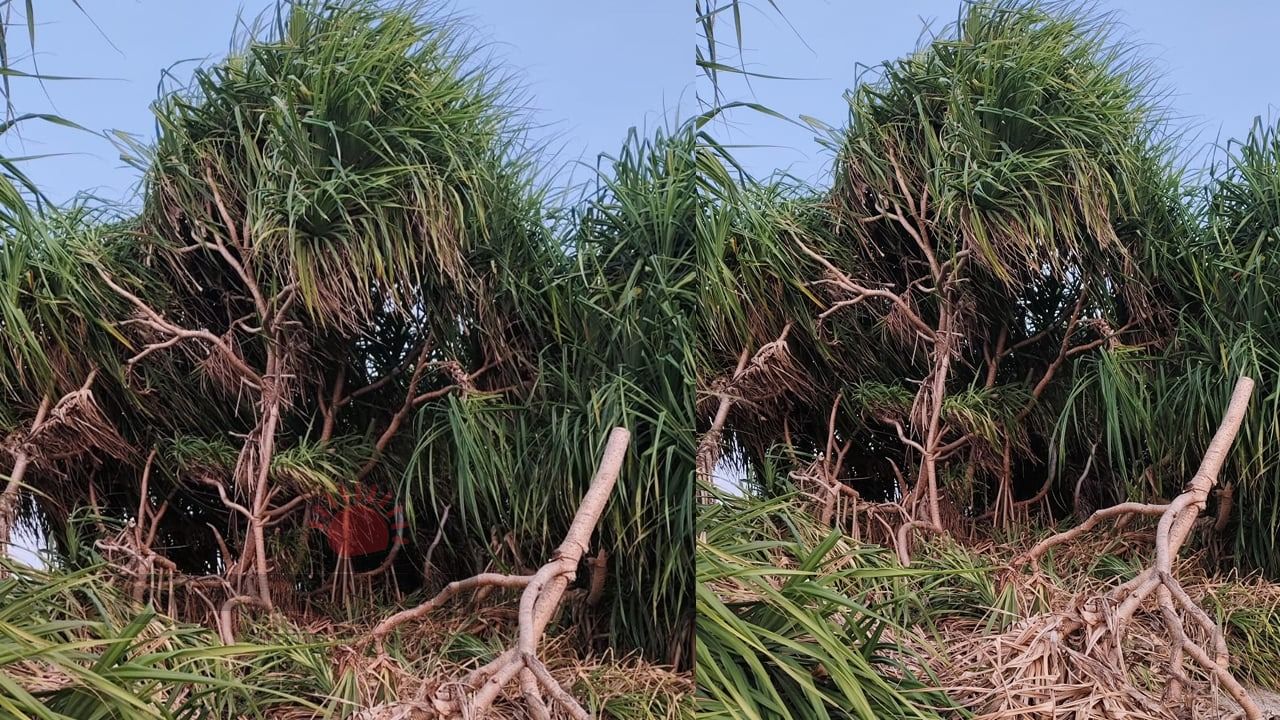 সেন্টমার্টিনে কেয়াগাছ কেটে দখলের অভিযোগ, স্থানীয়দের মধ্যে উদ্বেগ