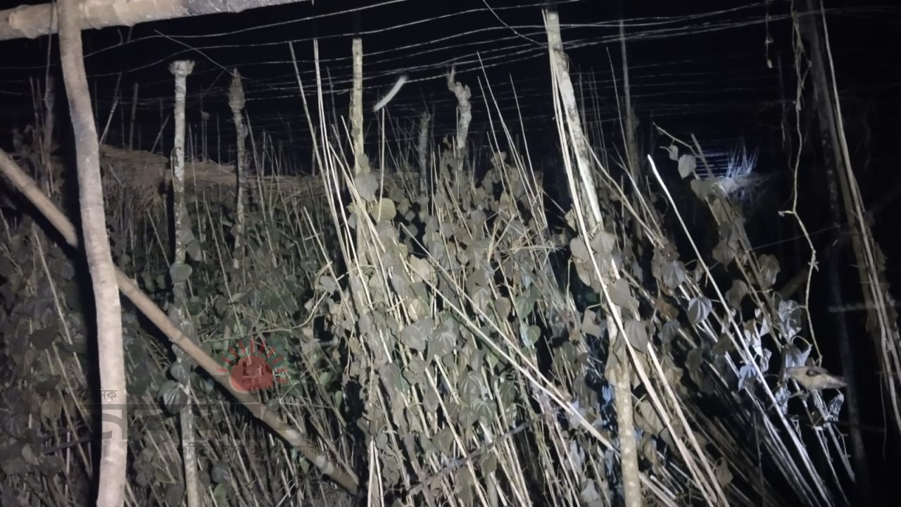 আলমডাঙ্গায় একই সময়ে তিন পান বরজে অগ্নিকাণ্ড; দেড় লক্ষাধিক টাকার ক্ষতি