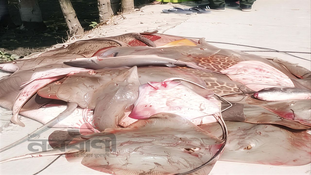 সুন্দরবনে ৪১০ কেজি শাপলা পাতা মাছ জব্দ, আটক ২২ জেলে