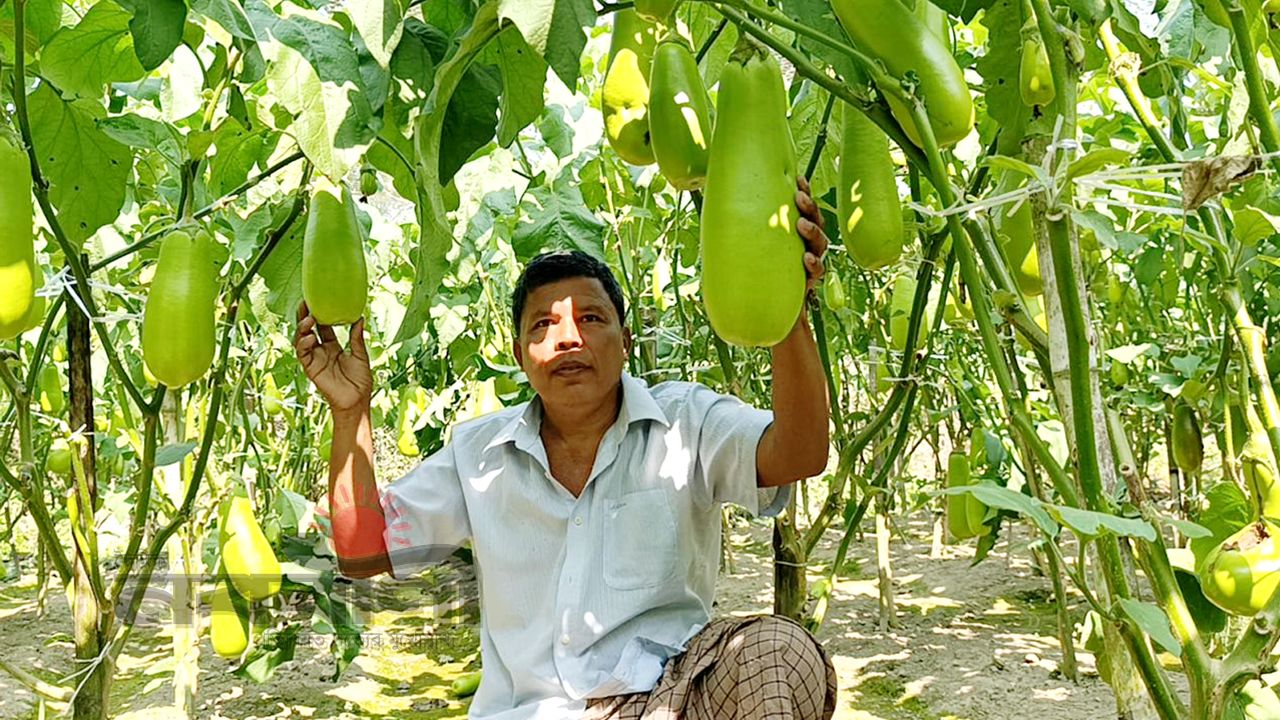 'রাখাইন জাত'-এর বেগুন চাষে ভাগ্য বদল: ৫০ হাজার খরচে বিক্রি ২ লক্ষ
