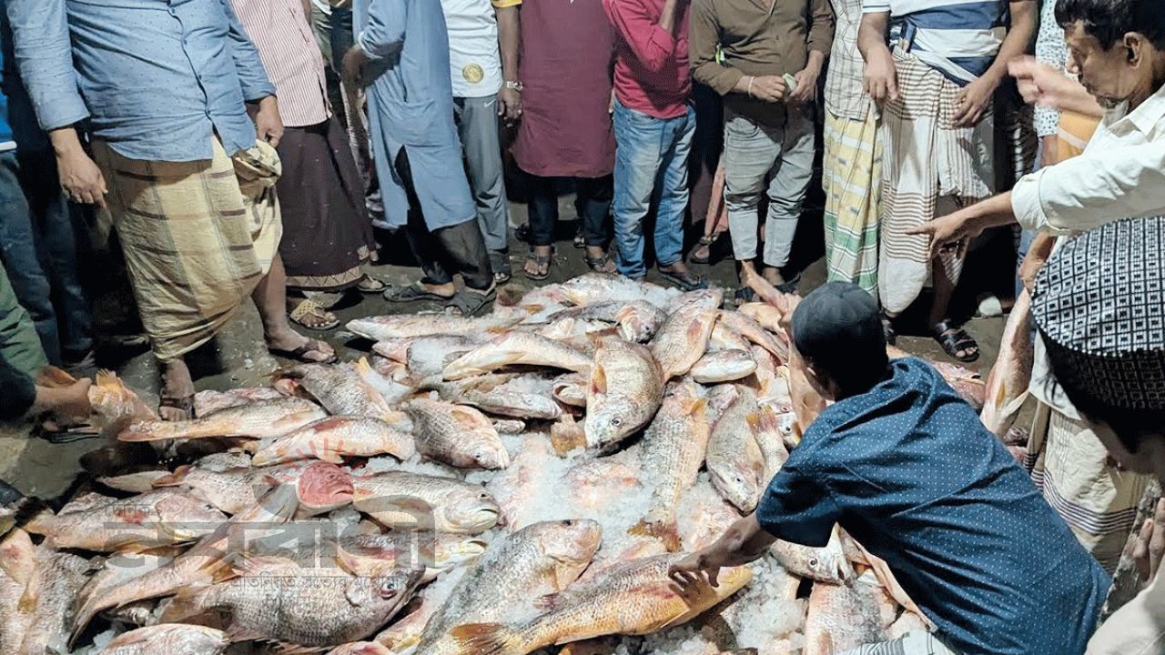সেন্টমার্টিনে জেলেদের জালে ১১০০ কোরাল: বিক্রি হলো ৩৫ লাখ টাকায়
