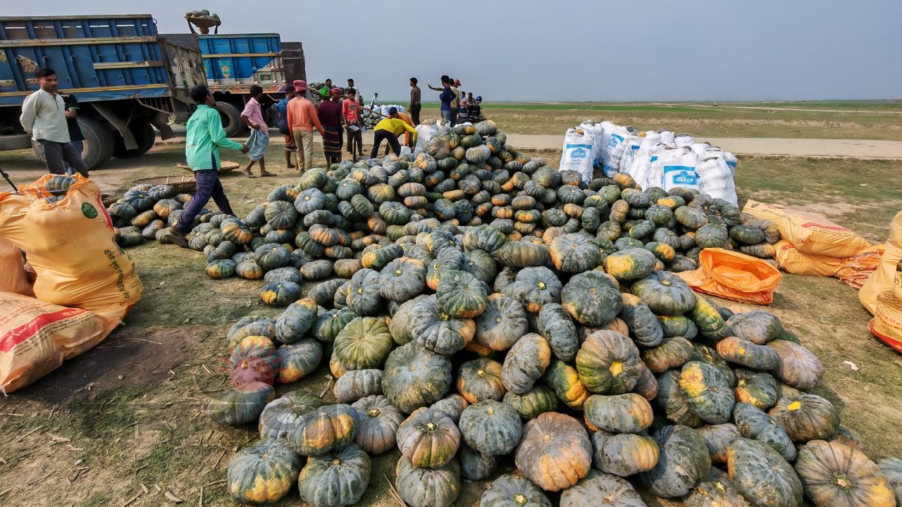 মিষ্টি কুমড়ার অধিক ফলনে খুশি হাওরাঞ্চলে কৃষকেরা