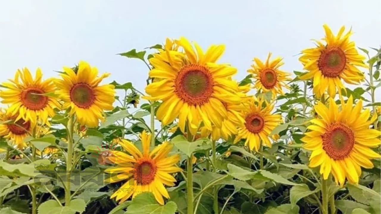 শ্রীপুরে সূর্যমুখীর বাগান: কৃষি উদ্যোগ থেকে গ্রামীণ পর্যায়ের বিনোদনকেন্দ্র