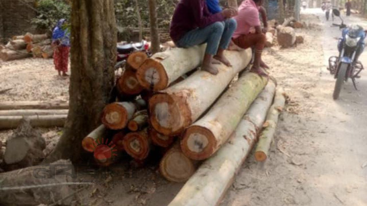 আটোয়ারীতে গোরস্তানের গাছ কাটল ওয়ার্ড কৃষকদলের সেক্রেটারি