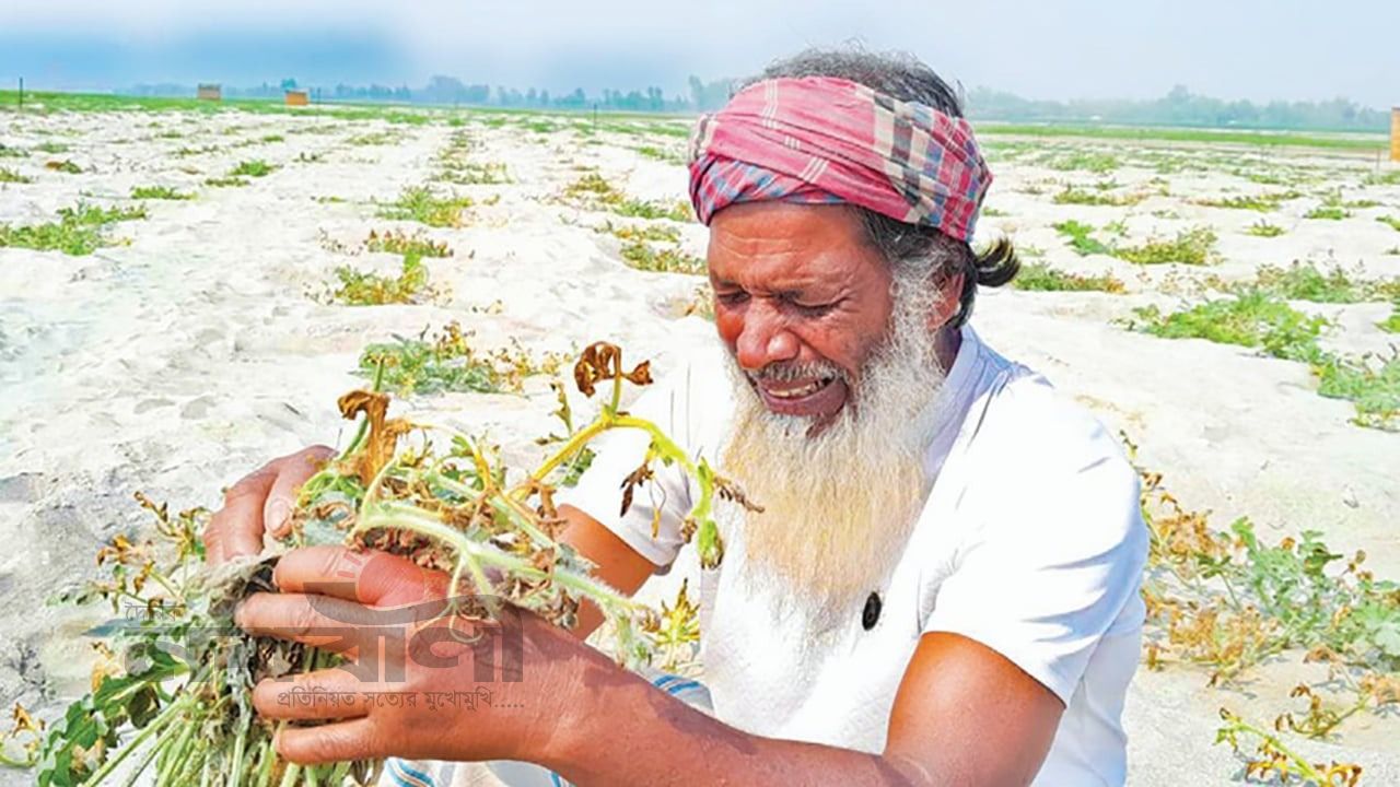 পাটগ্রামে বিষ দিয়ে তরমুজ ক্ষেত নষ্ট, ক্ষতি ৩০ লাখ