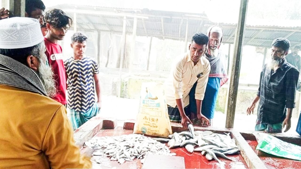 চাঁদপুরে নিষেধাজ্ঞা অমান্য করে প্রকাশ্যে জাটকা বিক্রি, উদ্বিগ্ন স্থানীয়রা