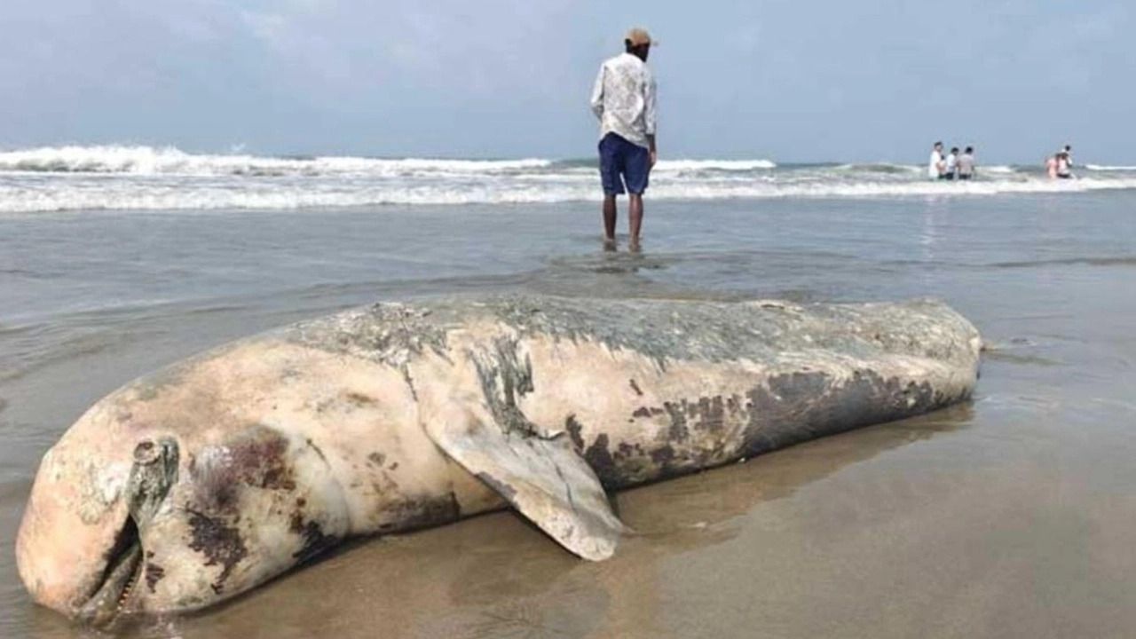 কক্সবাজার সৈকতে ভেসে এলো বিশালাকৃতির মৃত ডলফিন