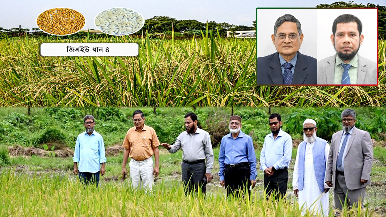 গাজীপুর কৃষি বিশ্ববিদ্যালয়ের (গাকৃবি) কৃষিতত্ত্ব বিভাগের উদ্ভাবন স্বল্পমেয়াদী ও উচ্চ ফলনশীল চিকন ধানের জাত 