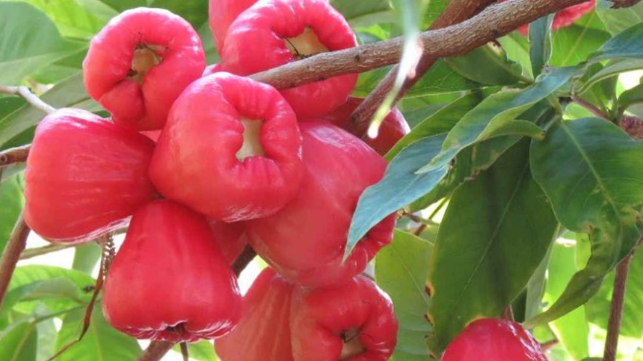 গরমে জামরুল খেলে মিলতে পারে যেসব উপকারিতা