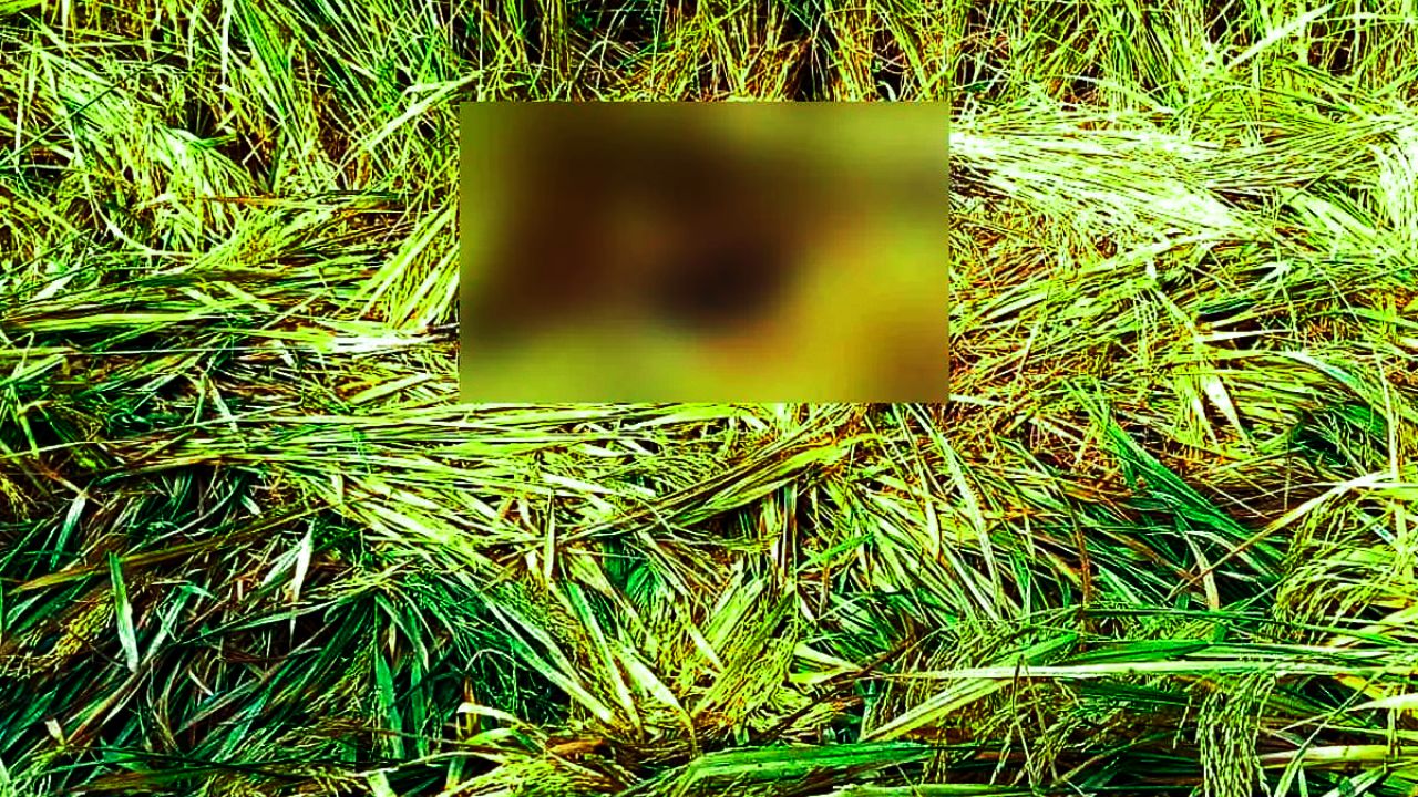 সিরাজগঞ্জ তাড়াশে ধানক্ষেত থেকে নিখোঁজ ব্যক্তির লাশ উদ্ধার