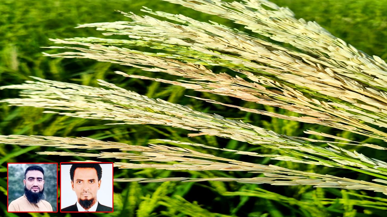 চৌদ্দগ্রামে কৃষি কর্মকর্তাদের অবহেলায় বোরো ধান নষ্ট, কৃষক পরিবারে ক্ষোভ