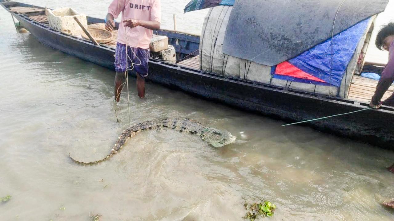 পদ্মায় বিরল মিঠা পানির কুমির আটক অবমুক্তির দাবি