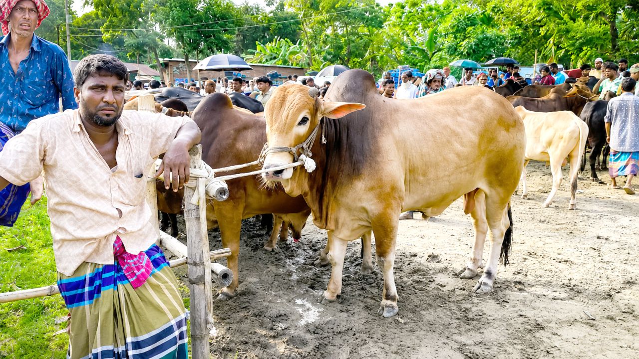 ময়মনসিংহে কোরবানির হাটে পশুর চাপ বেশি, ক্রেতার অভাব