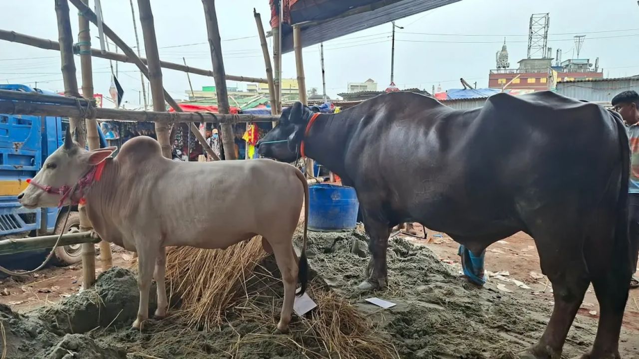 মহিষ কিনলেই গরু ফ্রি, তারপরও জমে ওঠেনি গাবতলীর হাট