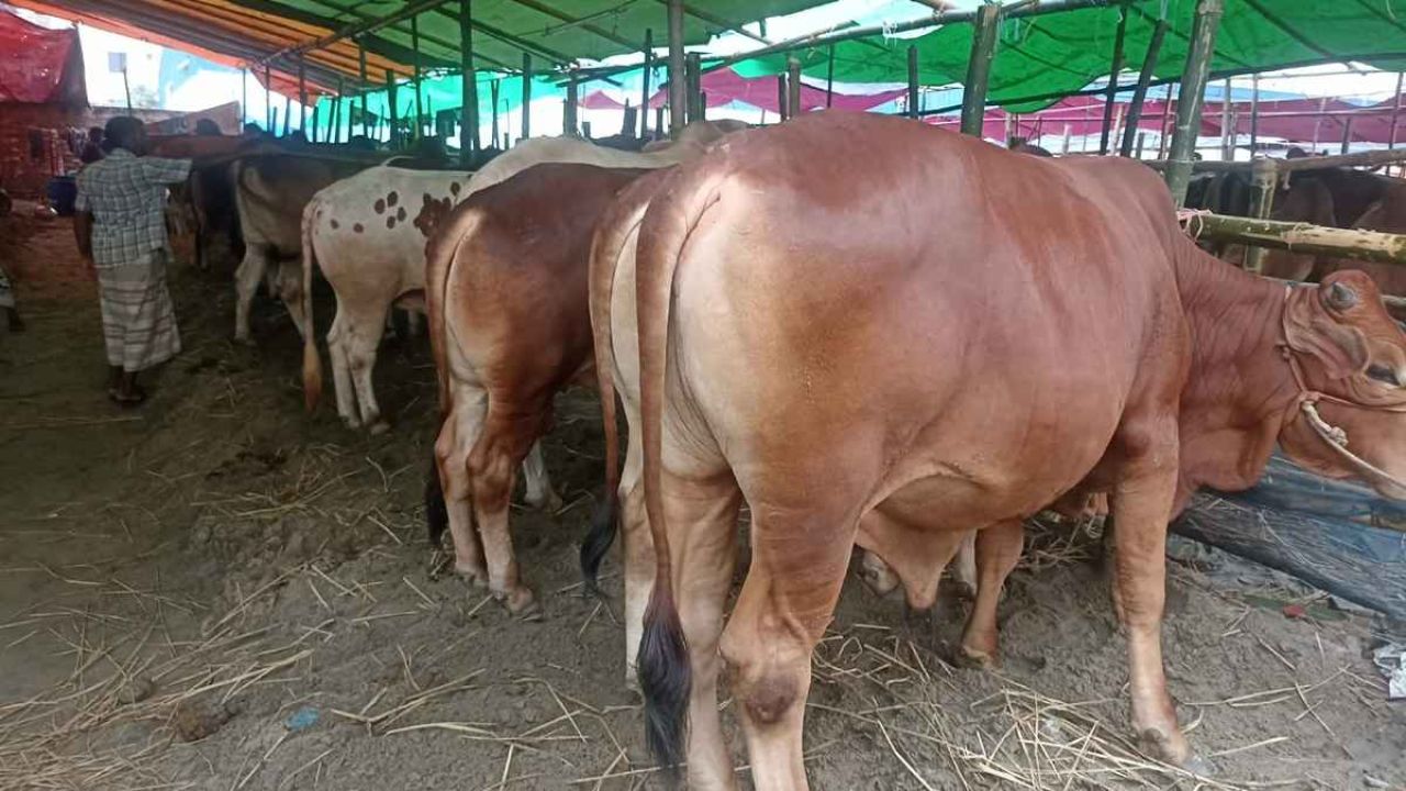 রাজধানীর হাটে এখনো নীরবতা, দাম নিয়েই মূল অচলাবস্থা