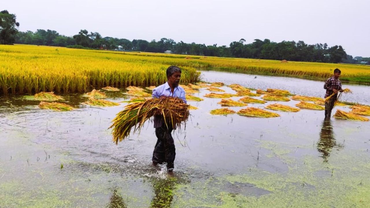 হাওরাঞ্চলের কৃষকের পাশে সরকার, পাঁচ জেলায় আগাম ধান-চাল কেনা শুরু