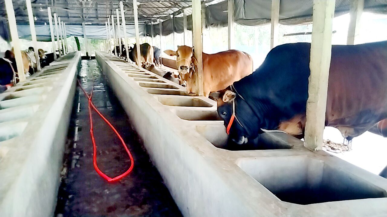 কোরবানির ঈদ সামনে রেখে ব্যস্ততার তুঙ্গে নীলফামারীর খামারিরা