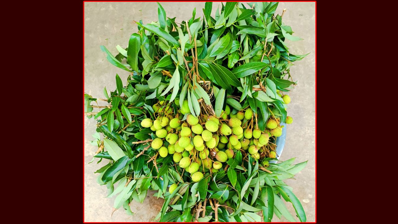 মৌসুমের আগেই বাজারে কাঁচা-আধা পাকা লিচু, স্বাদ কম তবু দাম বেশি