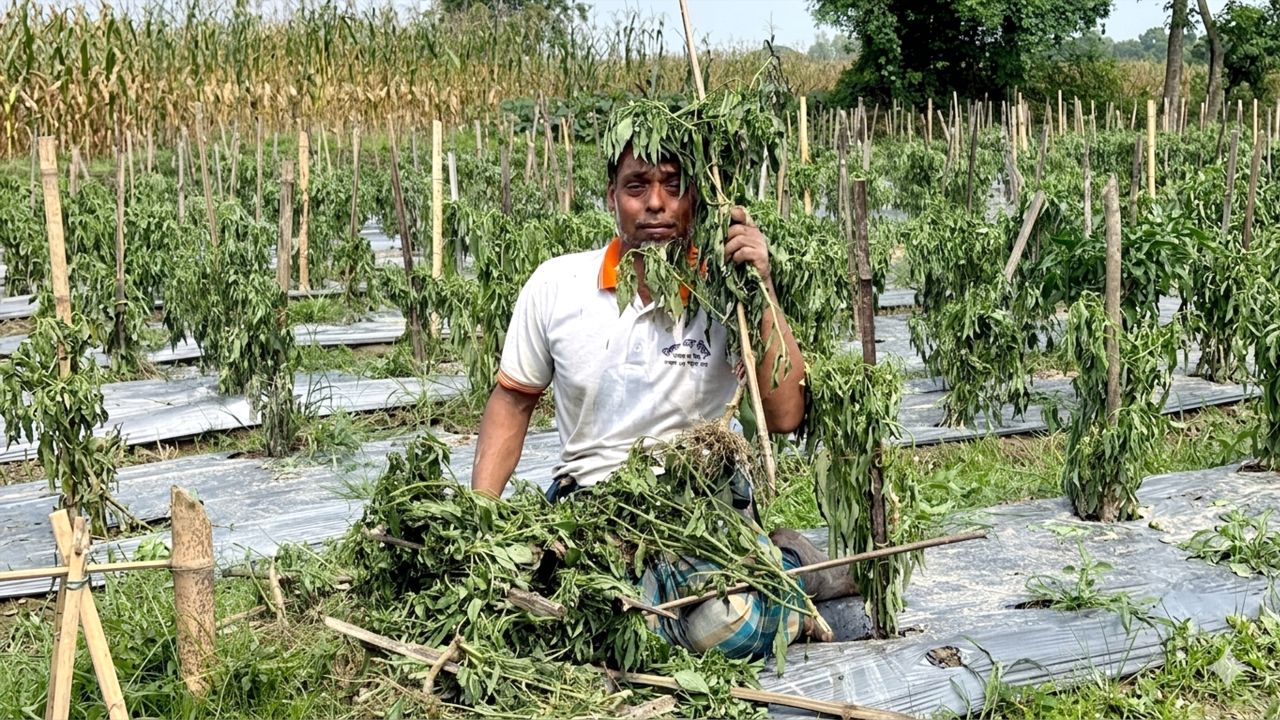 কটিয়াদীতে রাতের আঁধারে মরিচ ক্ষেত ধ্বংস, কৃষকের আহাজারি