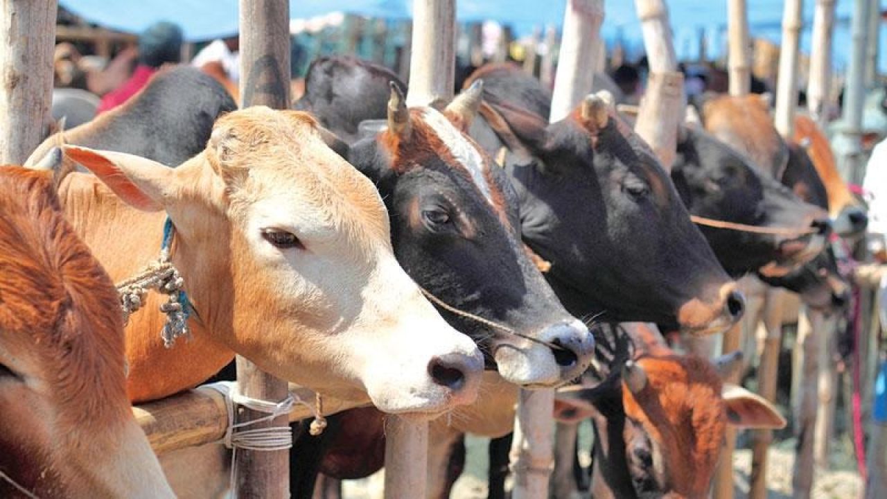 দেশজুড়ে কোরবানির পশুর হাটের প্রস্তুতি শুরু, নিরাপত্তা ও সরবরাহে আশ্বাস