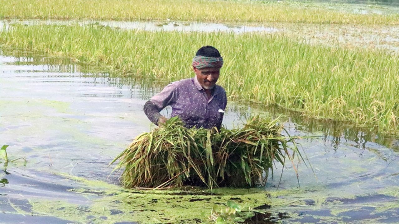 টানা বৃষ্টিতে ফুলবাড়ীতে জলাবদ্ধতা, পানির নিচে দেড় হাজার বিঘা বোরো জমি
