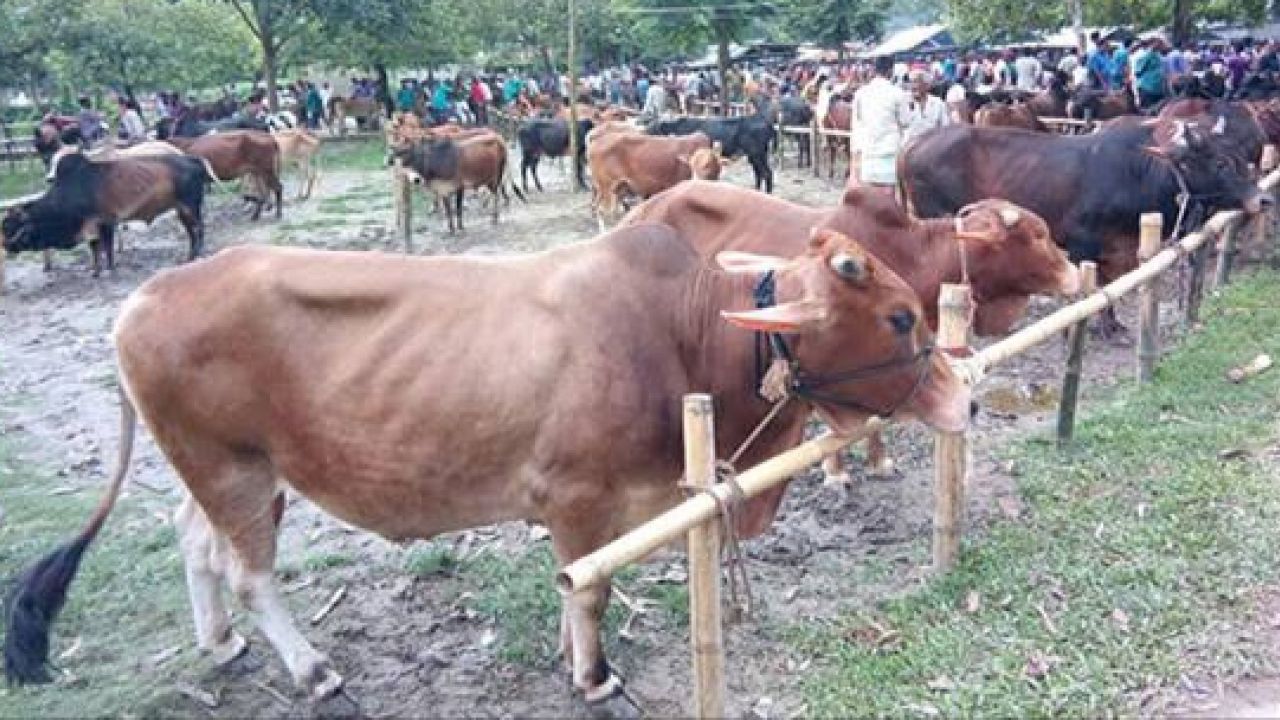বাহুবলে কোরবানির জন্য প্রস্তুত ৪ হাজার ১১৩ টি গবাদিপশু