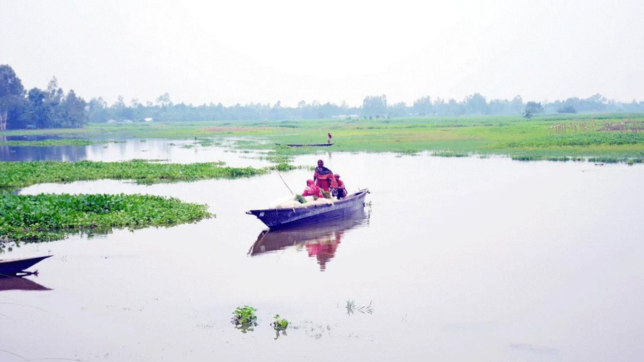 উজানের ঢলে তিস্তা ফুলে উঠছে, পানিবন্দি চরের আবাদি জমি