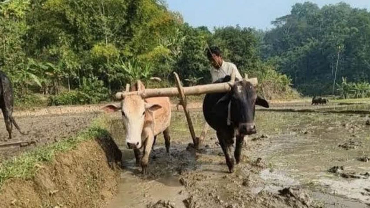 আকস্মিক বন্যায় কৃষকের স্বপ্ন মূহুর্তেই তছনছ