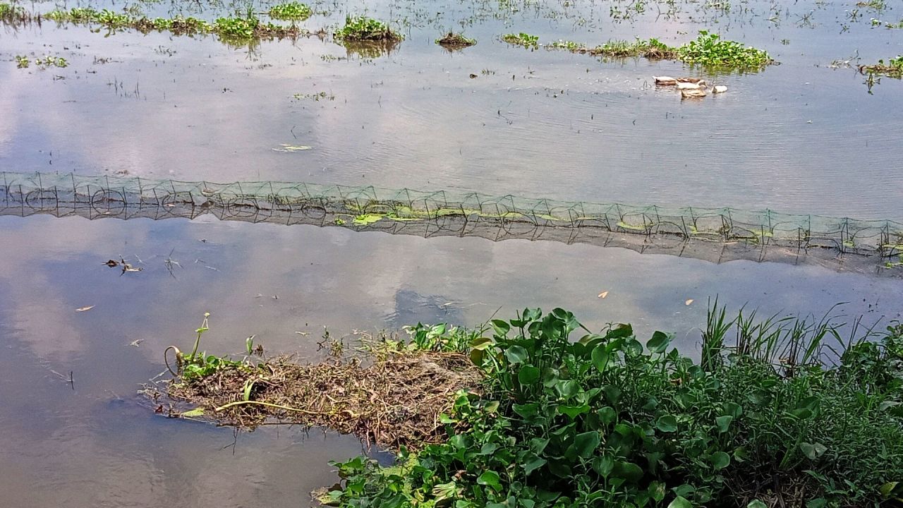নিষিদ্ধ চায়না দুয়ারী জালে বিপর্যস্ত জলাশয়, হুমকিতে দেশীয় মাছের অস্তিত্ব
