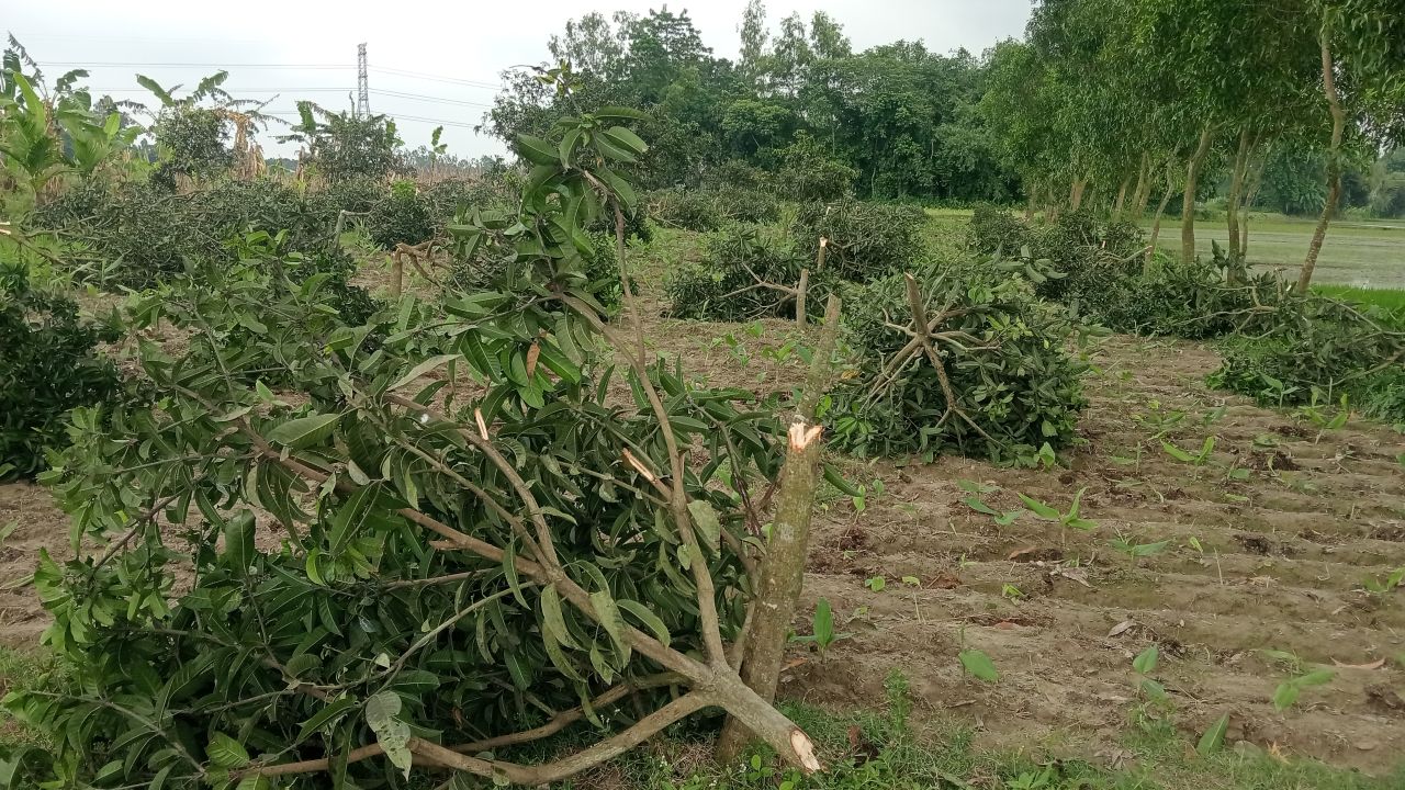নবাবগঞ্জে পূর্ব শত্রুতার জেরে রাতের আঁধারে প্রায় ৩০০ গাছ কাটার অভিযোগ