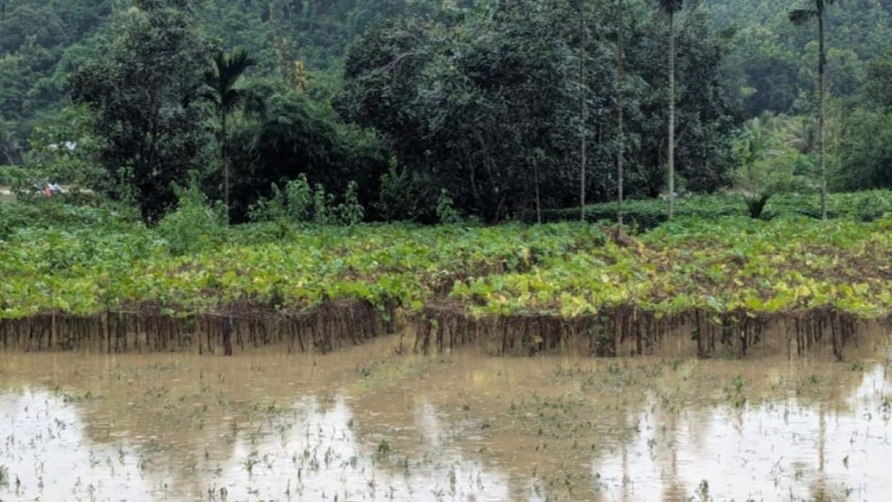 বান্দরবানে স্মরণকালের ভয়াবহ বন্যা কৃষকের স্বপ্ন ও মূলধন গ্রাস করল সর্বনাশা পাহাড়ি ঢল