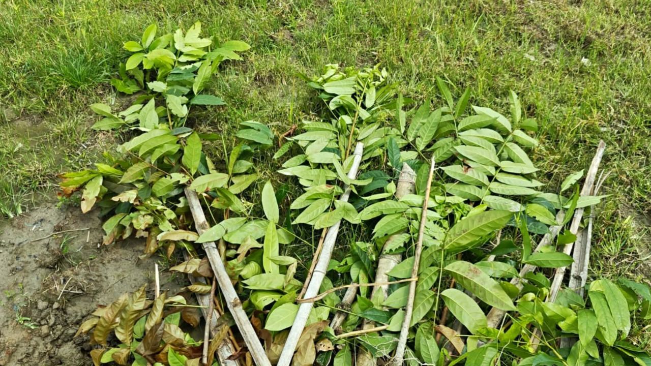 জমির বিরোধে ১৫০ গাছ কেটে বেড়া-খুঁটি ভাঙার অভিযোগ