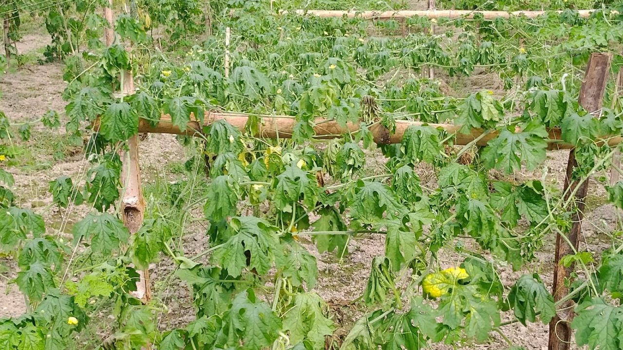 রুহিয়ায় সবজি চাষে ভাইরাসের হানা দিশেহারা কৃষক